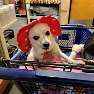 Meet your Posher, Roxanne